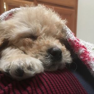 Meet your Posher, Samantha
